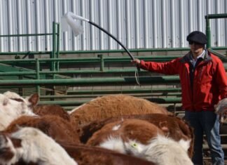 Rigen nuevas exigencias para el bienestar animal