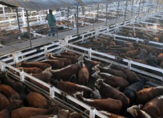 Nuevo record del precio real del novillo en décadas