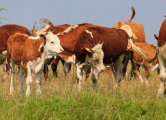 Pautas para cuidar al ganado de las altas temperaturas