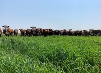Jornada de «Gestión sustentable en ganadería intensiva e industria»