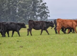 La recría, destino del excedente financiero en la cadena bovina