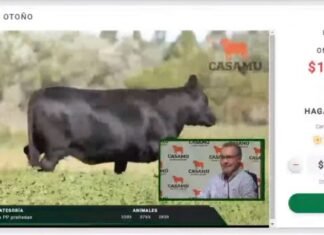 Casamú derribó el mito del Pedigree por Internet