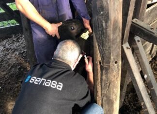 Muestreos serológicos para confirmar ausencia de aftosa