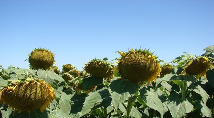 El girasol apunta a otra cosecha récord