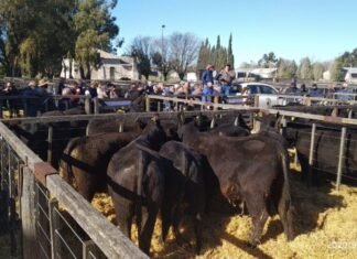 Santa Rosa le metió «físico» al viernes de Tres Arroyos