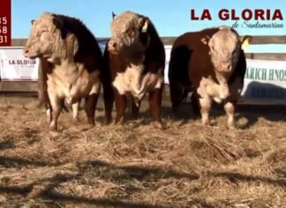 La Gloria de Santamarina se metió en la web