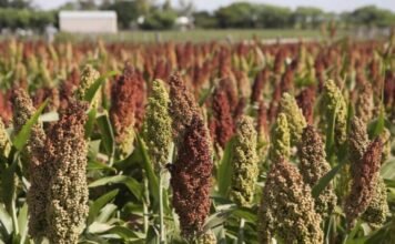 Fertilización nitrogenada, el plus al Sorgo en suelos con restricciones