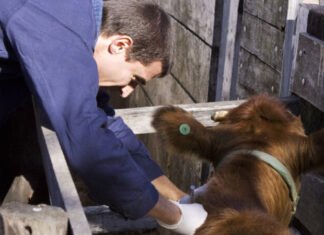 Vence el plazo para reacreditarse en programas de sanidad animal
