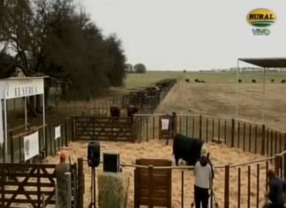 El Yeruá vendió por TV, y muy bien