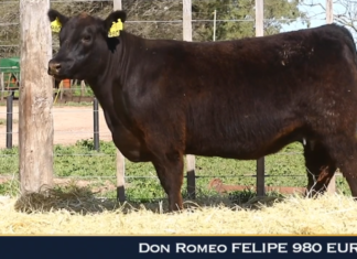 Don Romeo, un gran cierre para la campaña