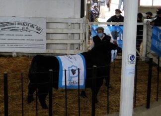 Bordeu: en plena pandemia, buena salud para los precios