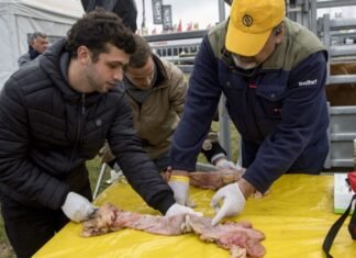 Acción Ganadera con el dinamismo de siempre en AgroActiva virtual