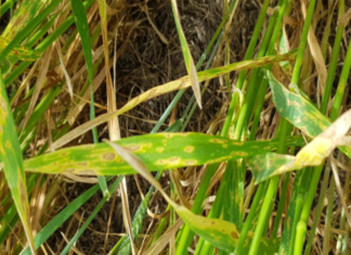 La presencia y carga de hongos en trigo y cebada es muy similar a nivel país