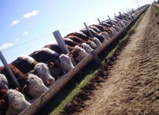 Feedlots: creció la ocupación en diciembre, pero el margen bruto fue más negativo