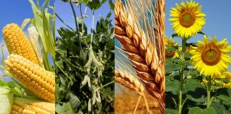 Mercado granario: el resumen de un año pandémico