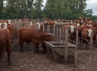 El estrés calórico y las pautas para las temperaturas elevadas