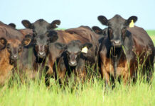 Recomendaciones para el control de parásitos en bovinos
