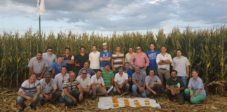 Distanciamiento en maíz: experiencias que suman