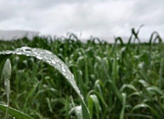 Con registros dispares aparecieron las lluvias