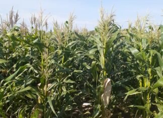 Dos nuevas variedades para la producción de choclos de calidad