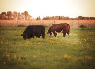 Se logró la reapertura del mercado genética bovina a Uruguay