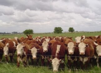 Cómo aprovechar los altos precios del ternero potenciando el pasto