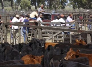 Tres Arroyos y la zona firmes con la feria