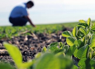 Soja: Entre la presión de la cosecha y la fortaleza del aceite