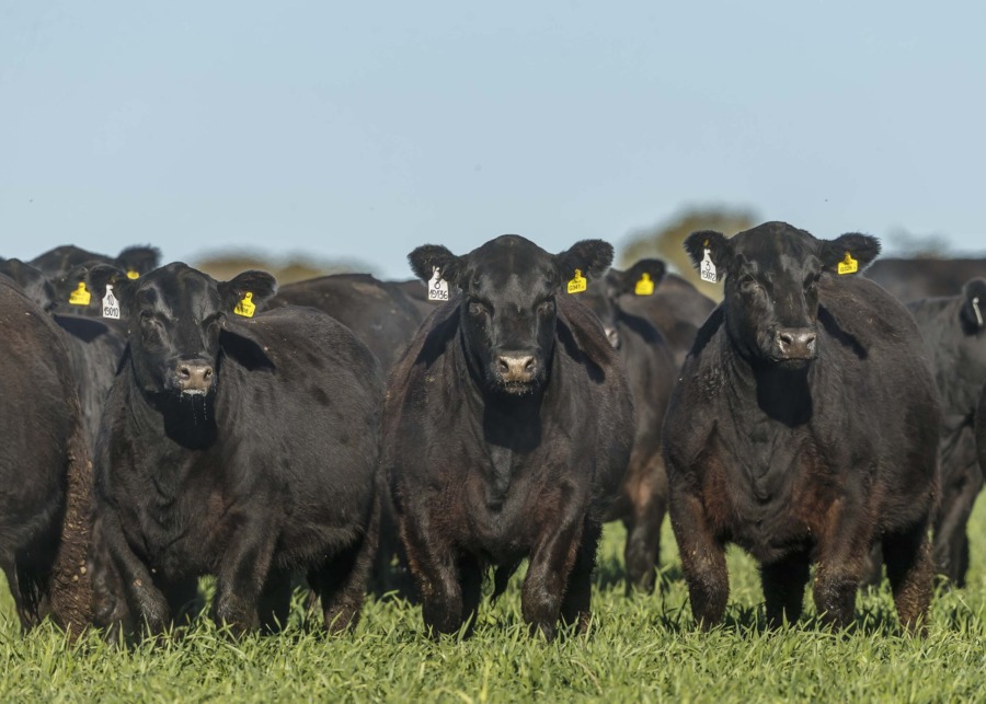 Aberdeen-angus-foto-min