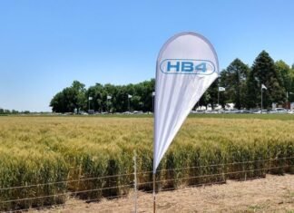 Un juez prohibió la siembra de trigo HB4 en la provincia