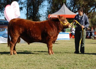 Los Limangus expondrán su crecimiento en Tandil