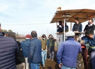 La vaca y el ternero mandan en Bahía