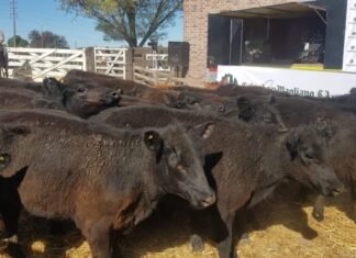 Colombo y Magliano dejó su sello en Tres Arroyos