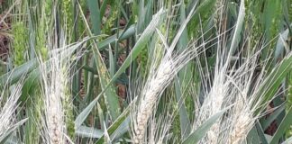 Trigo: presentan un mapa de probabilidad de daño por heladas tardías