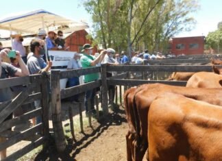 En Bahía Blanca, la feria marcó la cancha