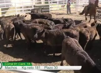 Firme la plaza en Ayacucho con Colombo y Magliano