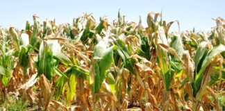 Para la soja y el maíz, las altas temperaturas no serán gratis