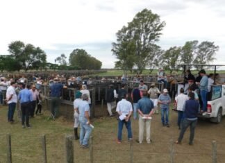 El mercado marcó la cancha en Coronel Dorrego