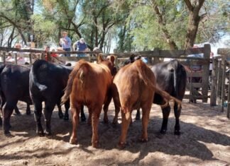 La Agrícola Ganadera abrió el año en San Cayetano