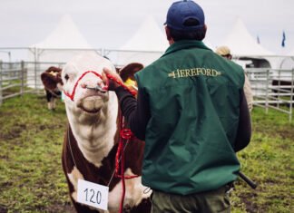 Juan Manuel Aloé es el nuevo Director Ejecutivo de la Hereford