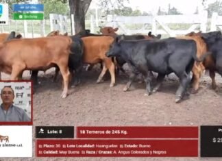 En Huanguelén la pantalla se hace fuerte