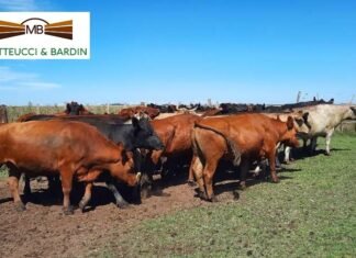 Mateucci y Bardín y otro capítulo en la web