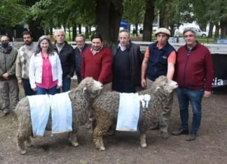 Crece el programa es que la producción ovina bonaerense