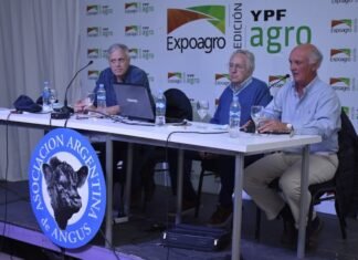 Angus analizó el negocio ganadero: ¿Qué hacer con el ternero?