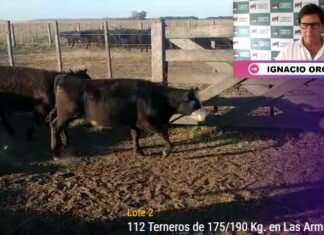 Lartirigoyen y Oromí y su clásico en la web