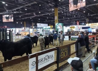 Evaluación de la fertilidad como estrategia de mejoramiento de los rodeos
