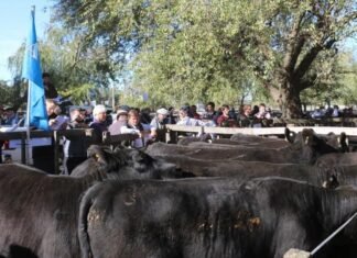 Delfinagro, un culto a la excelencia