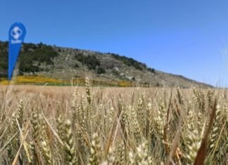 Un tratamiento nutricional para un trigo sin estrés