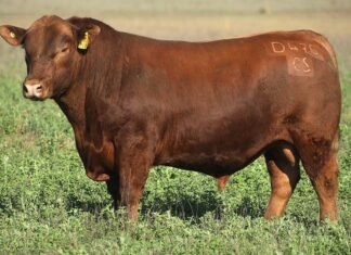 Casamú voló por el aire en Primavera