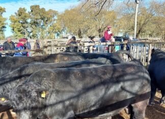 «Los Arzoz» con las vacas y los toros bien arriba